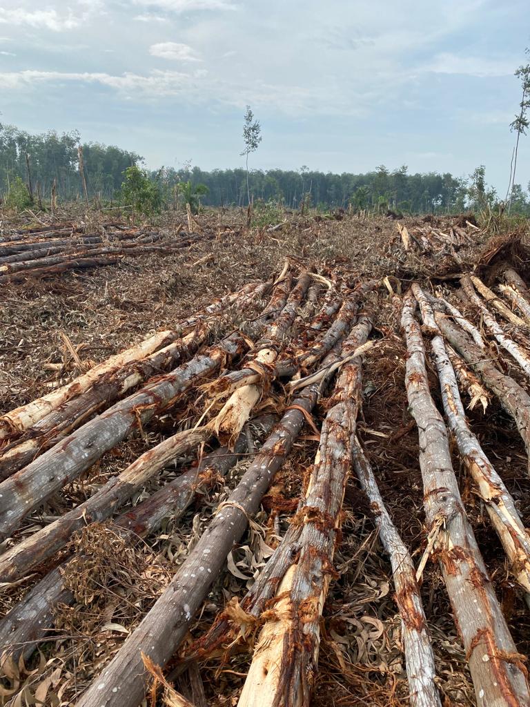 DLHK Riau Keluarkan Surat Rekomendasi Ganda Lahan di Rohil