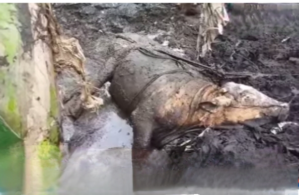 Damkar Pekanbaru Selamatkan Sapi 800 Kg Terjebak Lumpur Dua Meter