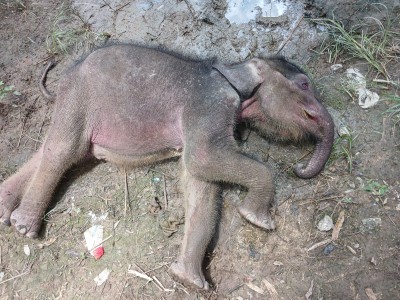 Hari Gajah Sedunia di Riau Diselimuti Kabar Duka, Yuni Tak Tertolong