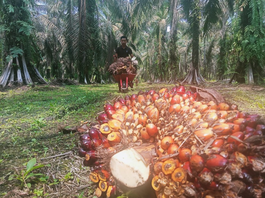 Naik Tipis, Harga TBS Kelapa Sawit Riau Jadi Rp 2.630 Per Kg