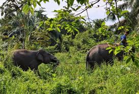 BBKSDA Riau Berhasil Relokasi Gajah Liar di Kampar ke Habitat Aslinya