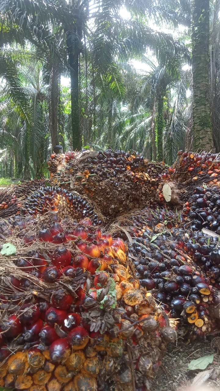 Harga TBS Sawit Mitra Swadaya di Riau Naik, Petani Semakin Sejahtera