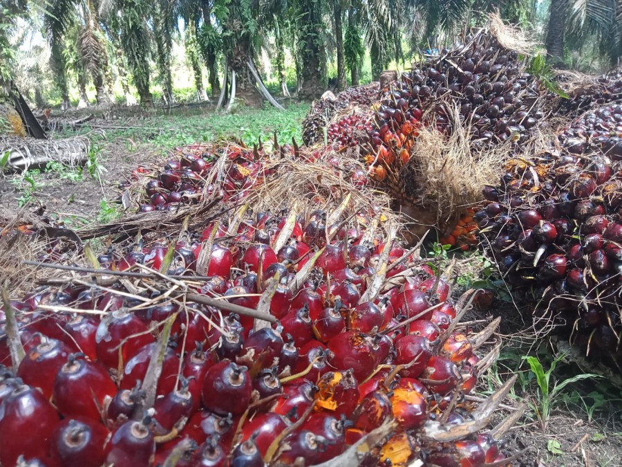 Ini Pemicu Turunnya Harga Sawit di Riau Sepekan ke Depan