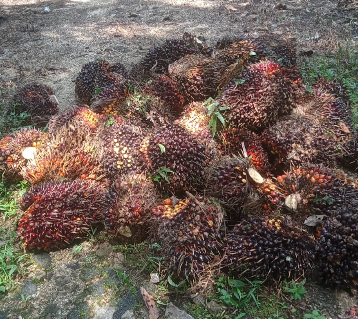 Harga Sawit Riau Meroket, TBS Petani Swadaya Sentuh Rp3.667/Kg