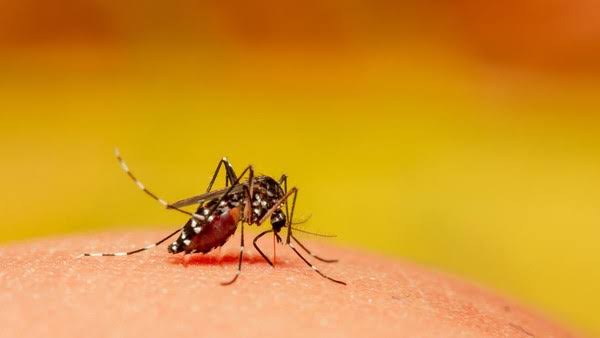 Diskes Temukan Satu Kasus Malaria 'Impor' di Pekanbaru