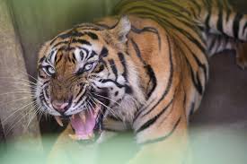 Keberadaan Harimau Pemangsa Petani Karet Tak Terdeteksi, Warga Diminta Waspada