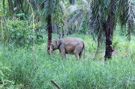 Teror Gajah Liar Resahkan Warga di Industri Tenayan Raya