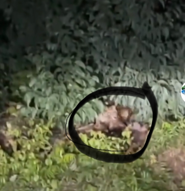 Tiga Harimau Sumatera Viral di Medsos, BBKSDA Riau Beri Penjelasan