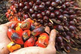 Harga Sawit Petani Mitra Swadaya di Riau Minggu Ini Turun Jadi Rp 2.463 per Kg