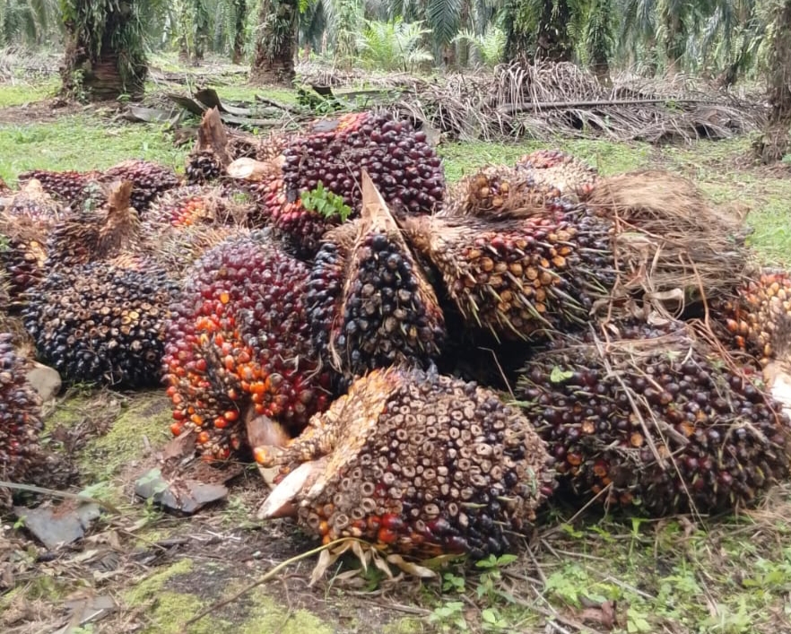 Harga TBS Sawit Swadaya Riau Turun Jadi Rp3.401,47/Kg
