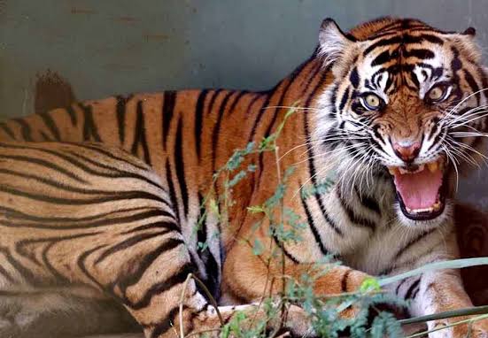Pria Paruh Baya Tewas Diterkam Harimau Saat Mencari Kayu di Hutan Siam