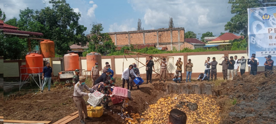 BC Bengkalis Musnahkan 19.800 Kg Mangga Ilegal dari Malaysia