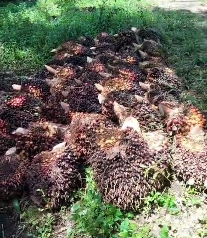 Harga Kelapa Sawit Mitra Swadaya di Riau Naik, Cek Harganya di Sini