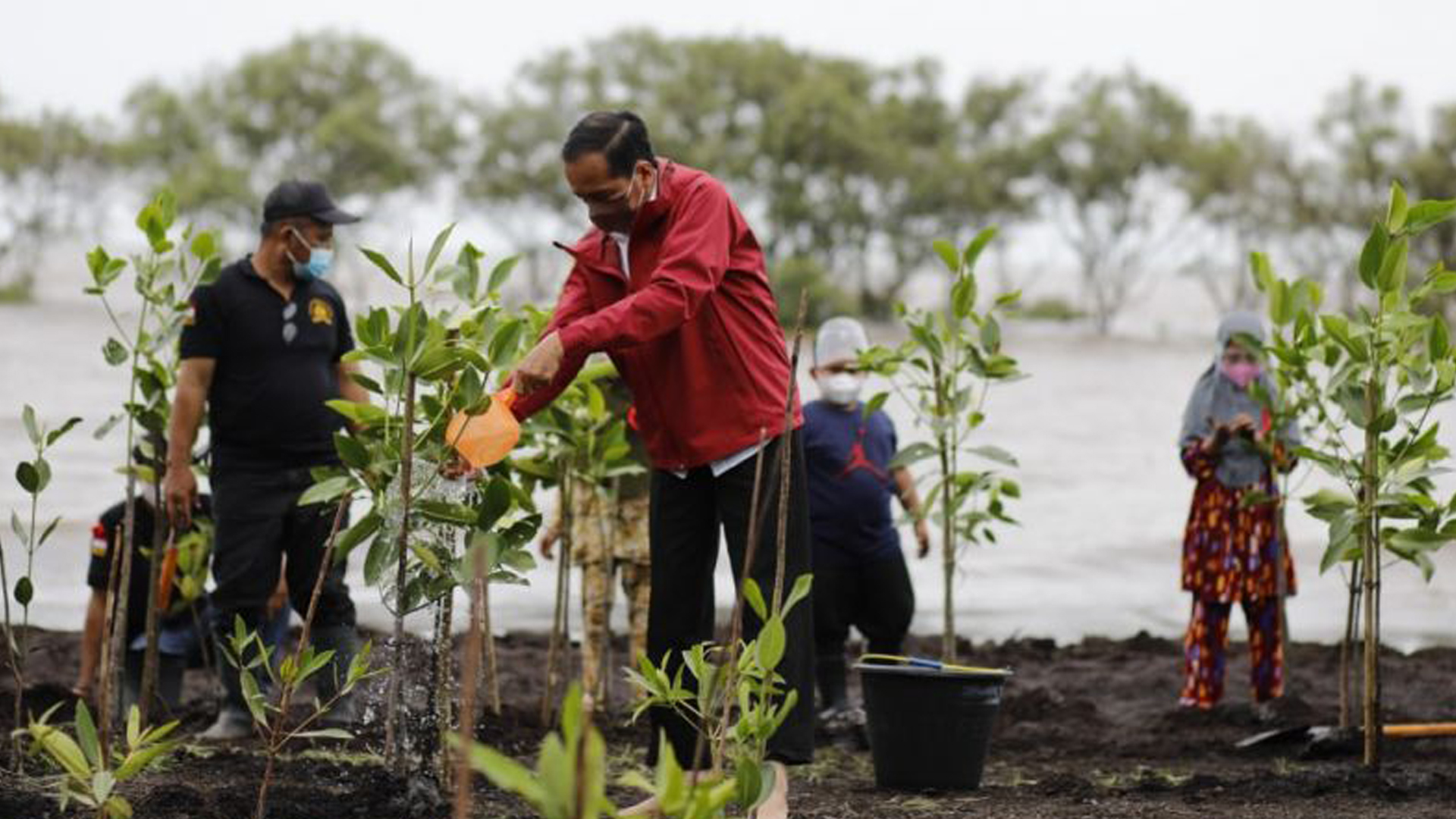 Kendalikan Abrasi, Jokowi Tanam Mangrove di Pantai Raja Kecik Bengkalis  