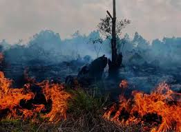 Hotspot Sumatera Mengkhawatirkan, Riau Terbanyak 75 Titik