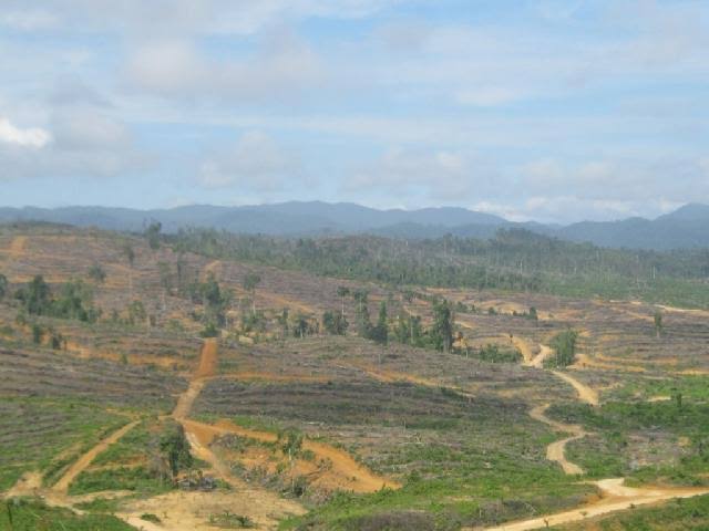 Warga Singingi Resah Perambahan Hutan di  Desa Sumpu Terus Berlanjut