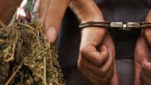 Polres Rohul Bekuk 2 Pengedar 9 Kg Daun Ganja Kering di Tambusai