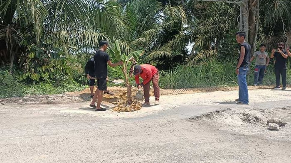 Warga Siak Tanam Pisang di Tengah Jalan yang Rusak Parah