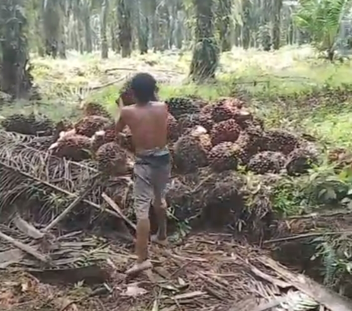 Harga TBS Naik, Petani Sawit Mitra Swadaya Riau Dapat Angin Segar