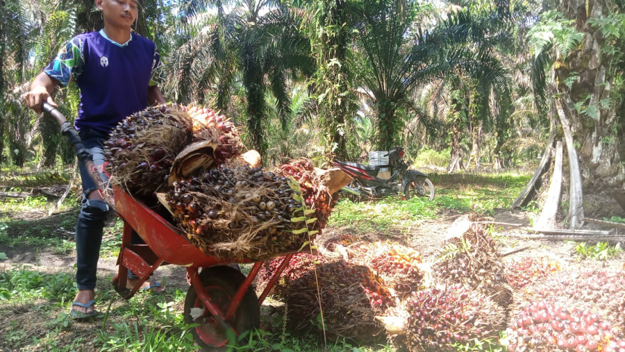 Harga Kelapa Sawit Mitra Swadaya di Riau Turun, Petani Menjerit