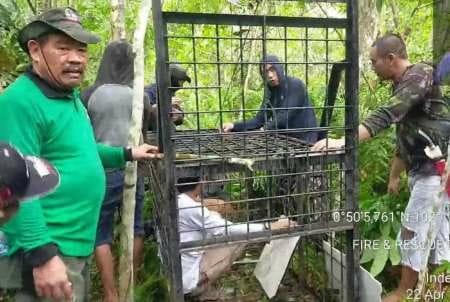 Konflik Satwa-Manusia di Siak, BBKSDA Pasang Box Trap dan Camera Trap