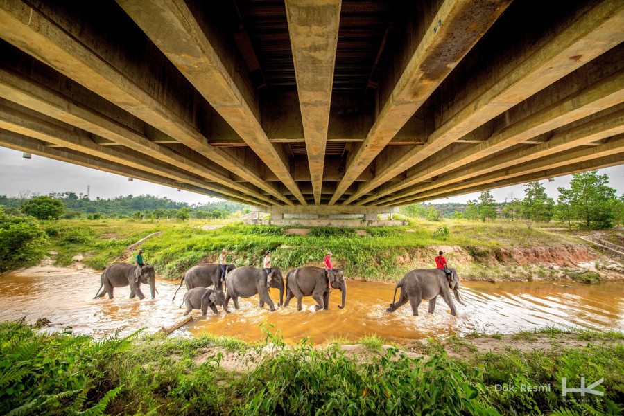 Program Konservasi, PT HK Siapkan 7 Ribu Batang Bibit Pohon Pakan Gajah