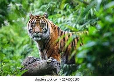 Harimau Serang Ternak Warga, Tim BBKSDA Riau Pasang Perangkap di Inhil