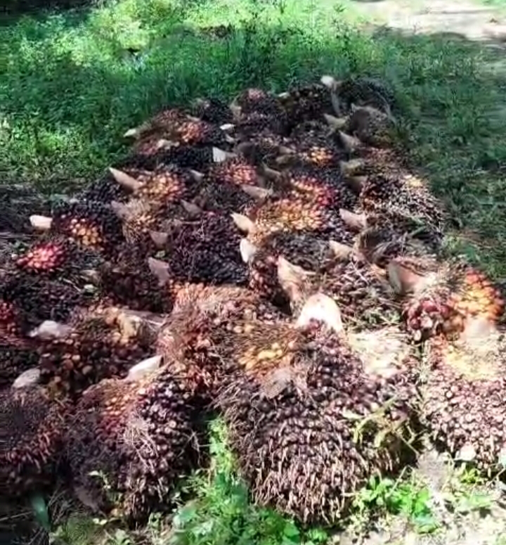 Pekan ini Harga Kelapa Sawit Mitra Plasma di Riau Turun Tipis