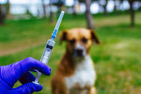 Pasca Kasus Kematian, Dinas PKH Riau Vaksin Rabies Massal di Kempas Inhil
