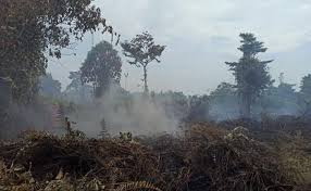Karhutla Pekanbaru Capai 11 Kasus, 6 Hektare Lahan Jadi Abu