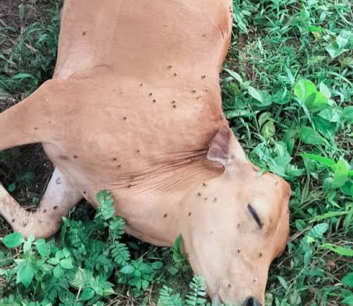 16 Ekor Sapi di Kampar Mati Mendadak, Sempat Kejang dan Gemetar