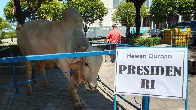 Tahun Ini Pemprov Riau Kembali Dapatkan Bantuan Sapi Presiden
