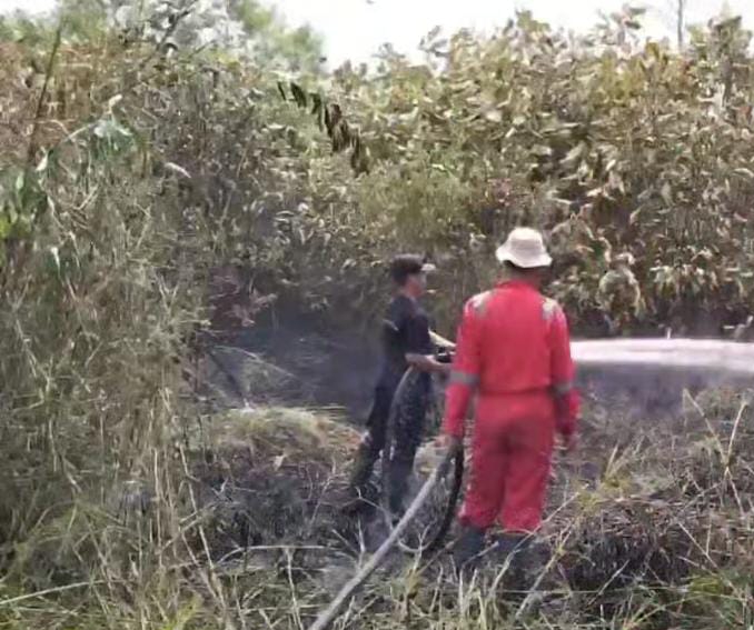 Personel BPBD Pekanbaru Berjibaku Padamkan Kebakaran Lahan di 5 Titik