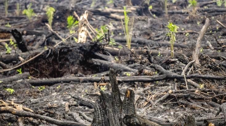Realisasi Restorasi Gambut Lamban, Anggota DPRD Riau: Buang-buang Anggaran saja