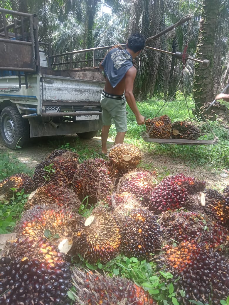 Naik Lagi, Harga Kelapa Sawit Mitra Swadaya Pekan Ini Rp 3.479 per Kg