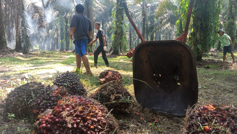 Kabar Baik, Harga TBS Kelapa Sawit  Petani Mitra Swadaya di Riau Naik