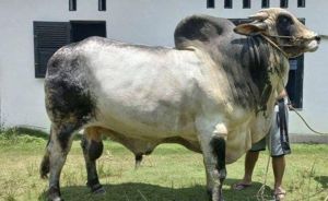 Sapi Bantuan Presiden Jokowi Akan Dipotong di Masjid Raya Nurul Wathan