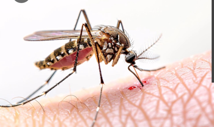 Transisi Musim Picu Lonjakan Malaria di Riau, Rohil Catat Ratusan Kasus