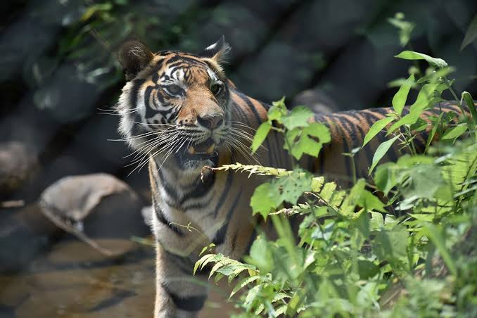 Leher Luka dan Tangan Putus, Seorang Pekerja di Inhil Tewas Diterkam Harimau