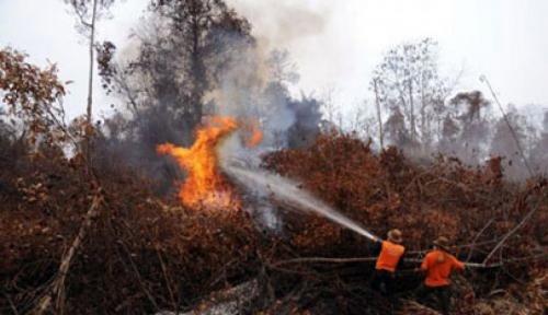 Separuh Daerah di Riau Tetapkan Status Siaga Karhutla 