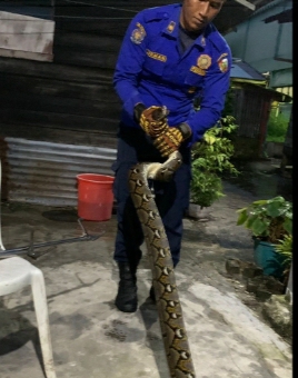 Nyaris Tiap Minggu DPKP Pekanbaru Evakuasi Ular Masuk Rumah