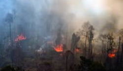 134 Kecamatan di Riau Rawan Karhutla, Terbanyak di Kabupaten Inhil