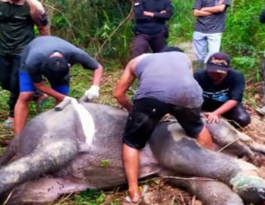 Seekor Anak Gajah Jantan Ditemukan Mati Terlilit Tali Nilon di Pelalawan