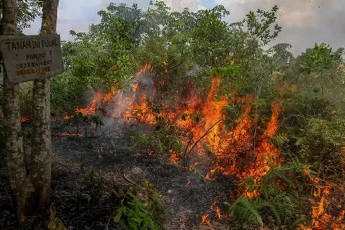 Riau Dikepung 19 Titik Panas, BMKG Ingatkan Ancaman Karhutla dan Cuaca Ekstrem