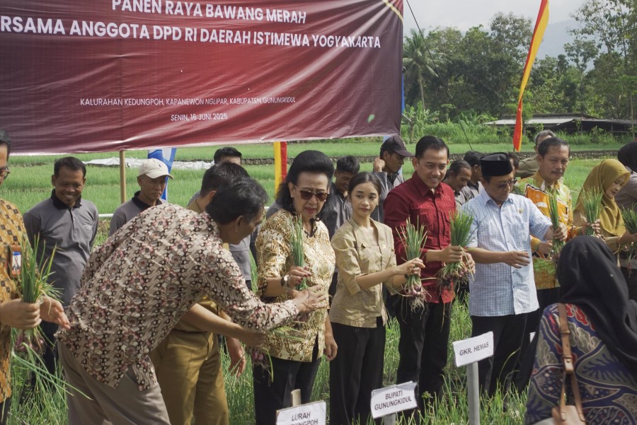 GKR Hemas Panen Raya di Gunungkidul, Soroti Ketahanan Pangan Wilayah Kering