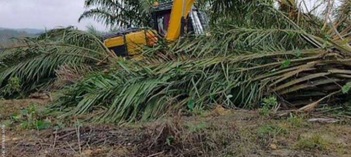 Tersangka Perambah TNTN Belum Ditahan, Publik Sorot Penegakan Hukum