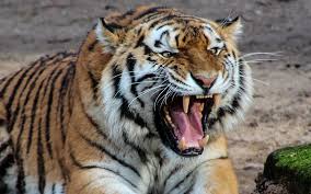 Tragis! Asik Memancing Pemuda di Siak Diserang Harimau