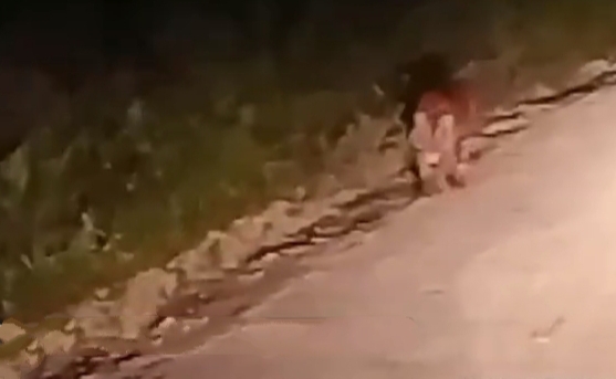 Harimau Sumatera Muncul di Area Konsesi HTI Kilometer 14 Doral Siak