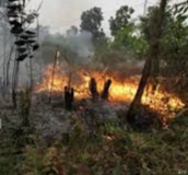 Hingga Juli 2023 BPBD Catat 36 Kasus Karhutla di Pekanbaru