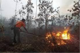 Karhutla Ancam Riau, Bara Gambut di Dumai Sulit Dipadamkan